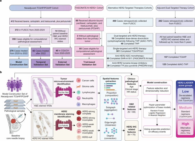 Spatially interpretable artificial intelligence framework to tailored neoadjuvant dual HER2 blockade in HER2-positive breast cancer