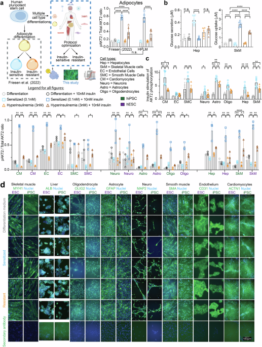 ipamorelin insulin sensitivity study Modeling physiological and pre-diabetic insulin resistance in multiple hPSC-derived cell types CJC-1295 no/DAC + Ipamorelin 10mg