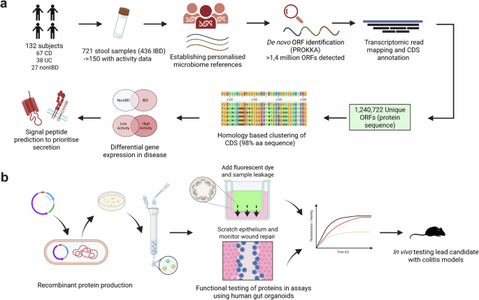A microbiome meta-transcriptomics pipeline identifies a neutrophil elastase inhibitor that protects the colonic epithelial barrier