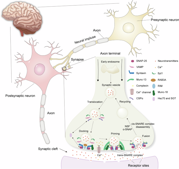 Synaptic transmission and plasticity: molecular mechanisms, biological functions and therapeutic opportunities in neurodegenerative diseases
