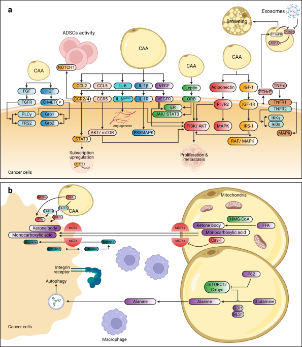 glutathione and glutamine the same Cancer-associated adipocytes: metabolic reprogramming, crosstalk therapeutic implications in tumor progression Infused with GHK-Cu Copper phosphate complex for horses Coffee Type:Feather Light Gold