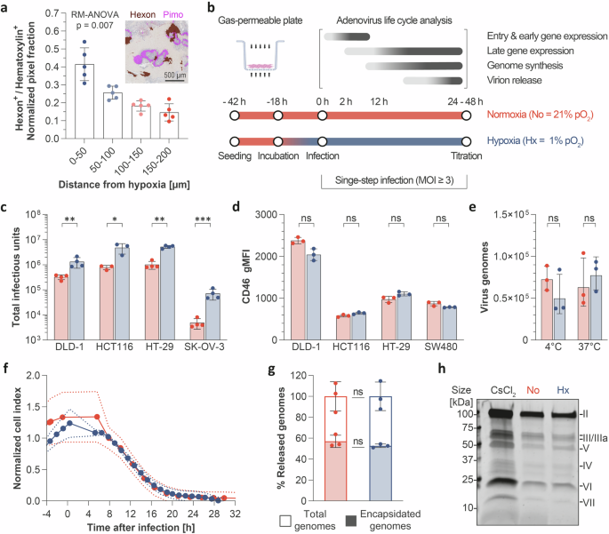 Hypoxia will increase the exercise of oncolytic adenoviruses via HIF-2α-stimulated E1A expression