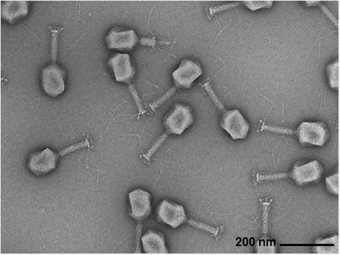 Bacteriophages: what role may they play in life after spinal cord injury? |  Spinal Cord