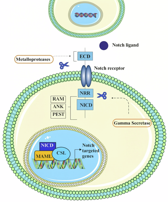Notch signaling pathway: a key regulator in spinal cord injury pathogenesis and recovery