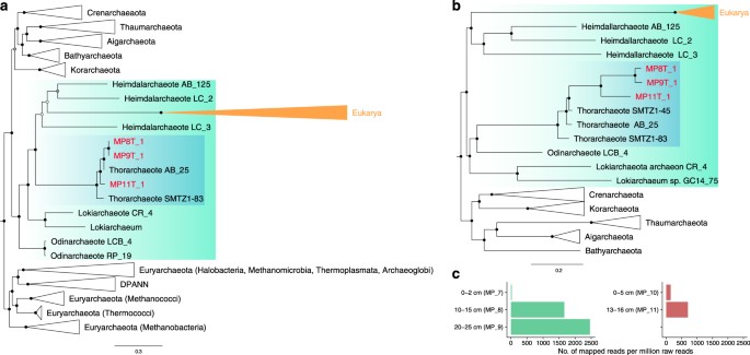 Comparative Genomic Inference Suggests Mixotrophic Lifestyle For Thorarchaeota The Isme Journal