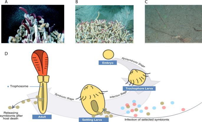 endosymbiont genomes yield clues