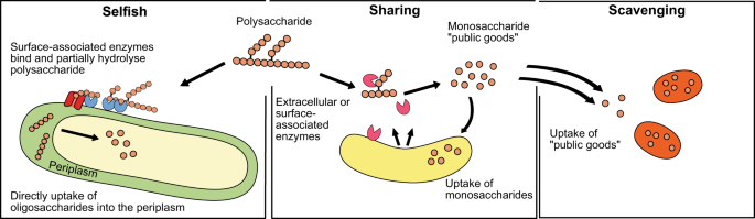 Selfish Sharing And Scavenging Bacteria In The Atlantic Ocean A Biogeographical Study Of Bacterial Substrate Utilisation The Isme Journal