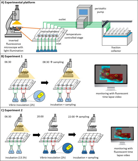 Vibrio Coralliilyticus Infection Triggers A Behavioural Response And Perturbs Nutritional Exchange And Tissue Integrity In A Symbiotic Coral The Isme Journal