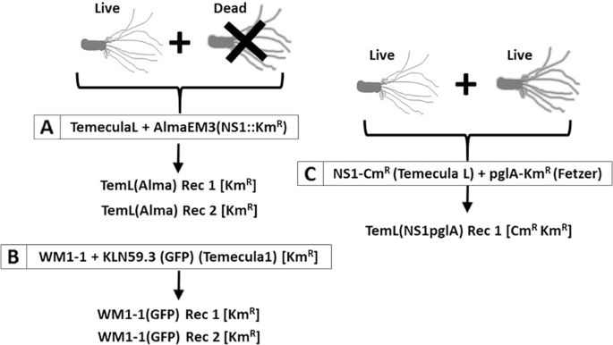 Patterns Of Inter And Intrasubspecific Homologous Recombination Inform Eco Evolutionary Dynamics Of Xylella Fastidiosa The Isme Journal