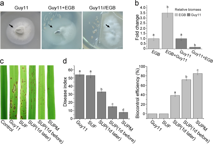 A novel outer membrane Î² 1 6 glucanase is deployed in the predation