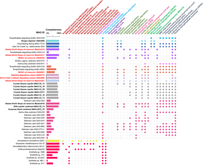 Full article: Prokaryotic Community Characterization in a Mesothermic and  Water- Flooded Oil Reservoir in Colombia