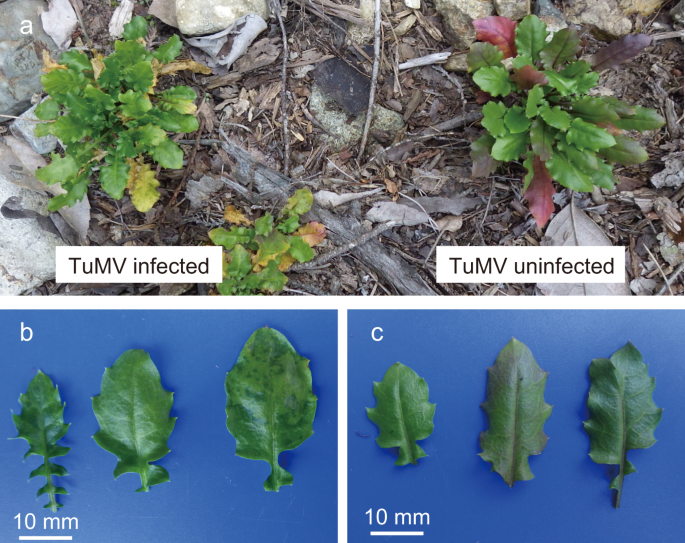 Seasonality of interactions between a plant virus and its host during  persistent infection in a natural environment | The ISME Journal
