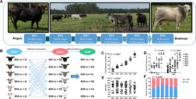 Host genetic effects upon the early gut microbiota in a bovine model with  graduated spectrum of genetic variation | The ISME Journal