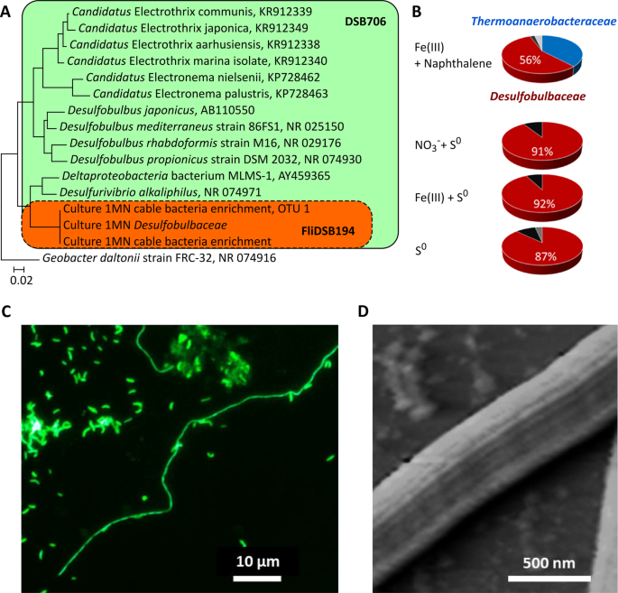 Groundwater cable bacteria conserve energy by sulfur disproportionation |  The ISME Journal