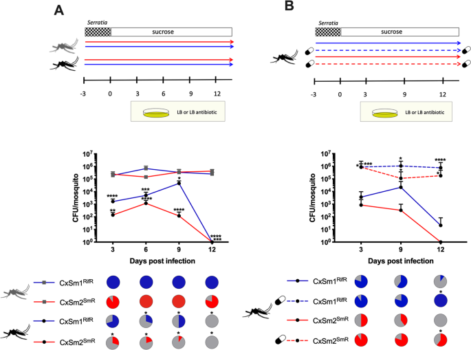Microbial Interactions In The Mosquito Gut Determine Serratia Colonization And Blood Feeding Propensity The Isme Journal Microbial Interactions In The Mosquito Gut Determine Serratia Colonization And Blood Feeding Propensity The Isme Journal