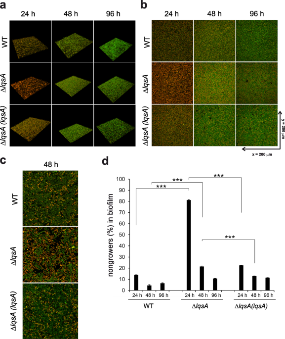 Quorum sensing controls persistence, resuscitation, and virulence of legionella subpopulations in biofilms
