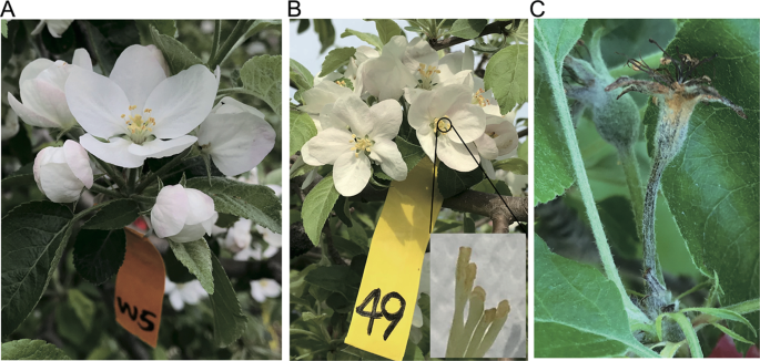 Temporal And Spatial Dynamics In The Apple Flower Microbiome In The Presence Of The Phytopathogen Erwinia Amylovora The Isme Journal Temporal And Spatial Dynamics In The Apple Flower Microbiome In The Presence Of The Phytopathogen Erwinia Amylovora The Isme Journal