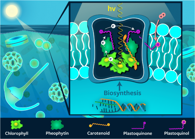 Combined pigment and metatranscriptomic analysis reveals highly synchronized diel patterns of phenotypic light response across domains in the open oli