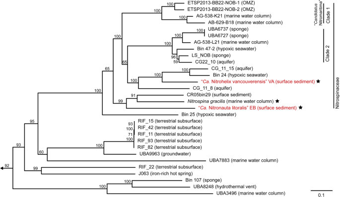 Genomic and kinetic analysis of novel Nitrospinae enriched by cell sorting