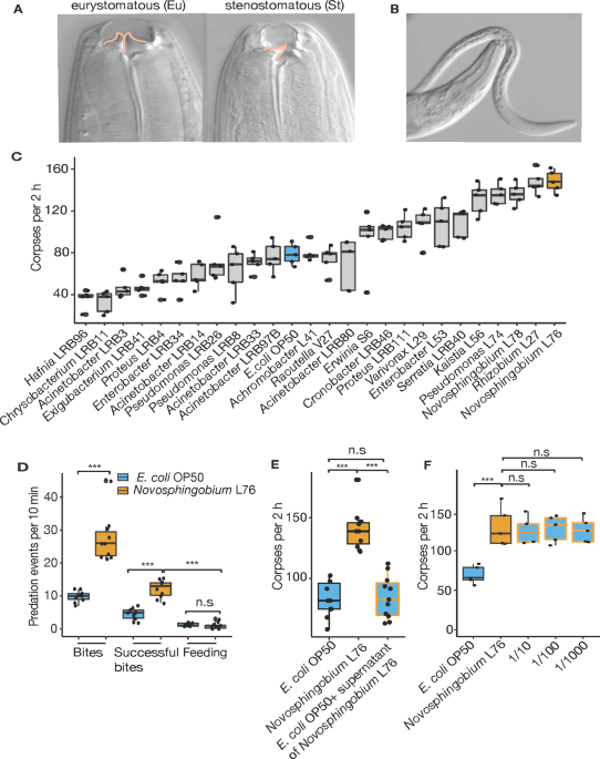 Bacterial vitamin b12 production enhances nematode predatory behavior