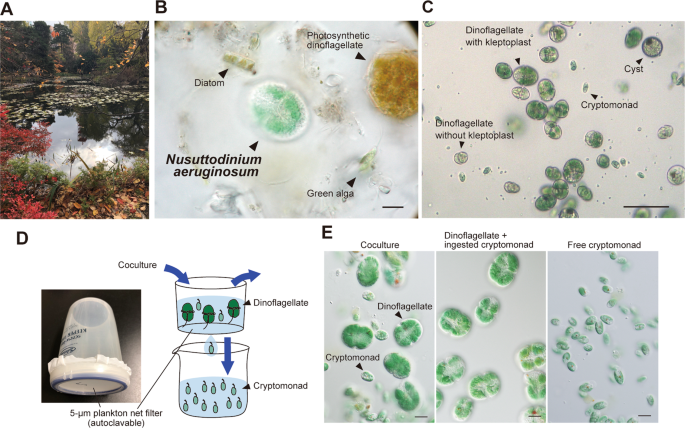 Changes in the transcriptome, ploidy, and optimal light intensity of a cryptomonad upon integration into a kleptoplastic dinoflagellate