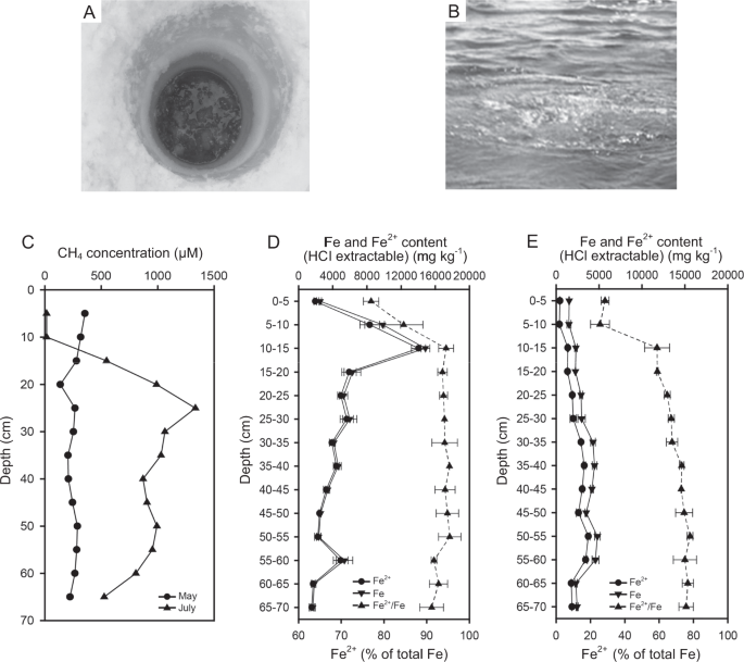 Metabolic flexibility of aerobic methanotrophs under anoxic conditions in arctic lake sediments