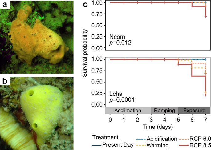 Microbiome diversity and host immune functions influence survivorship of sponge holobionts under future ocean conditions