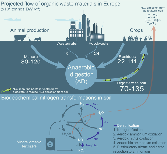 Nitrous oxide respiring bacteria in biogas digestates for reduced 
