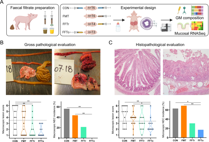 Fecal Filtrate Transplantation Protects Against Necrotizing Enterocolitis The Isme Journal
