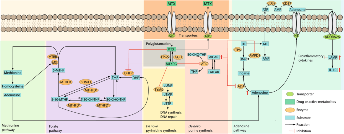 Rat resistance to rheumatoid arthritis induction as a function of the  early‐phase adrenal–pineal crosstalk - Córdoba‐Moreno - 2023 - The Journal  of Physiology - Wiley Online Library