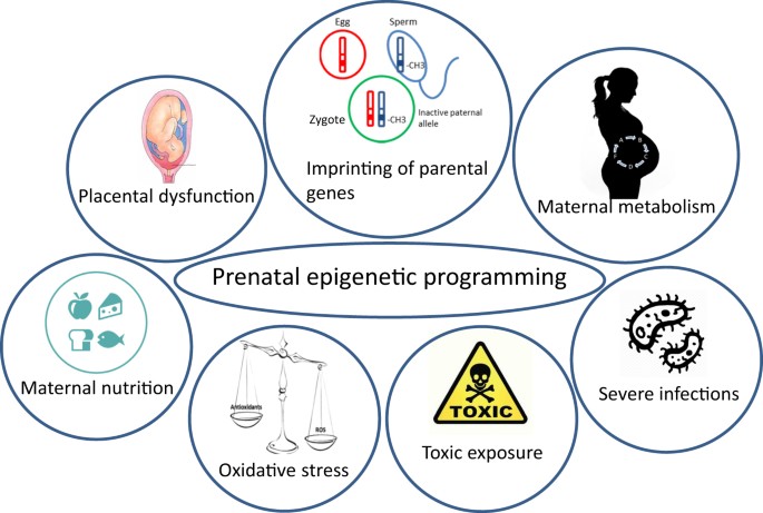 Environmental Risk For Autism Explained >> Epigenetics And Cerebral Organoids Promising Directions In Autism Environmental Risk For Autism Explained >> Epigenetics And Cerebral Organoids Promising Directions In Autism