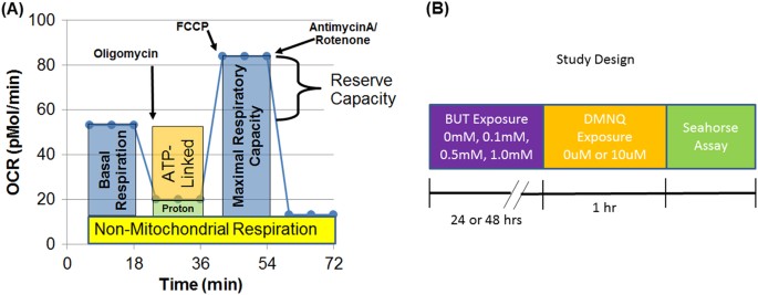 Mitochondrial Deficits In Children With >> Butyrate Enhances Mitochondrial Function During Oxidative Stress In Mitochondrial Deficits In Children With >> Butyrate Enhances Mitochondrial Function During Oxidative Stress In