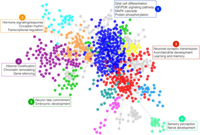 Autism Study Identifies Clear Gene >> Brain Specific Functional Relationship Networks Inform Autism Autism Study Identifies Clear Gene >> Brain Specific Functional Relationship Networks Inform Autism