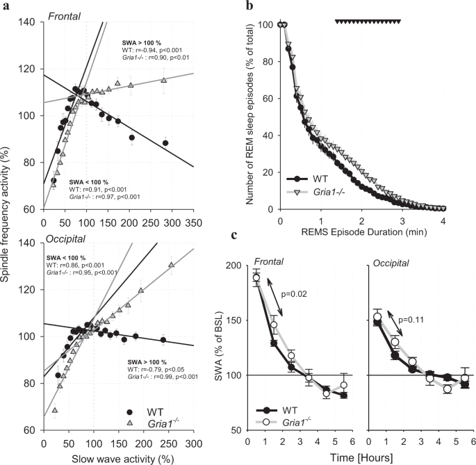 Absent sleep EEG spindle activity in GluA1 (Gria1) knockout mice