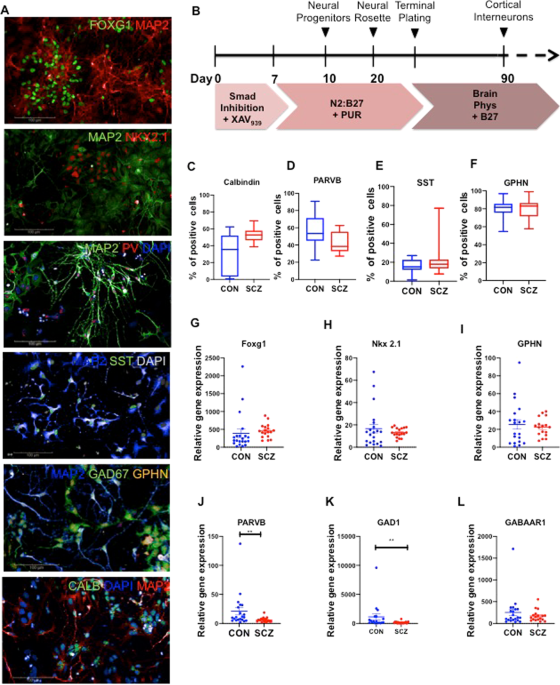 Synaptic deficits in ipsc-derived cortical interneurons in schizophrenia are mediated by nlgn2 and rescued by n-acetylcysteine