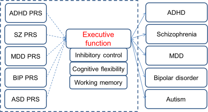 Shared polygenic risk for ADHD, executive dysfunction and other psychiatric  disorders | Translational Psychiatry