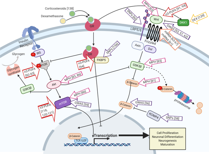 The Stress Wnt Signaling Axis A Hypothesis For Attention Deficit Hyperactivity Disorder And Therapy Approaches Translational Psychiatry