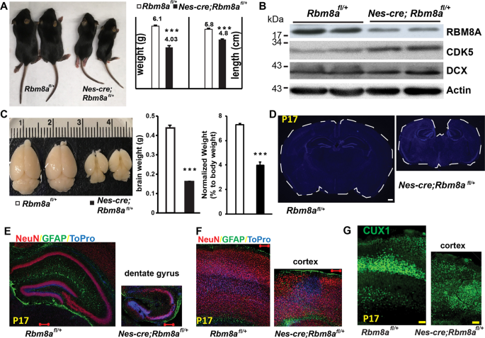 Full Function Of Exon Junction Complex Factor Rbm8a Is Critical For Interneuron Development Translational Psychiatry