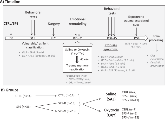 Emotional Remodeling With Oxytocin Durably Rescues Trauma Induced Behavioral And Neuro Morphological Changes In Rats A Promising Treatment For Ptsd Translational Psychiatry