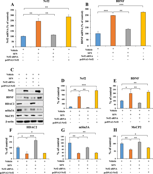 Activation of bdnf by transcription factor nrf2 contributes to antidepressant-like actions in rodents