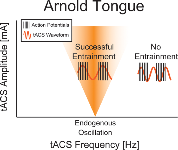 What's The Difference Between tDCS & tACS?