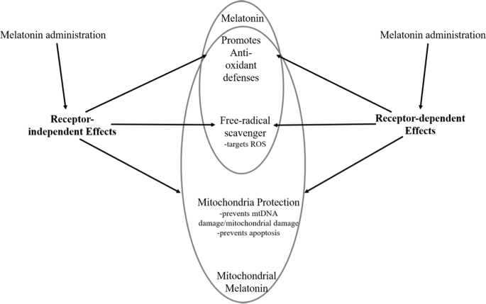 Melatonin's neuroprotective role in mitochondria and its potential as a biomarker in aging, cognition and psychiatric disorders