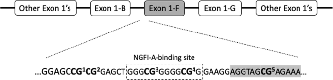Dna methylation of the glucocorticoid receptor gene predicts substance use in adolescence: longitudinal data from over 1000 young individuals