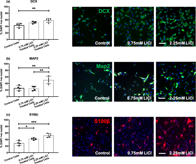 The effect of chronic lithium treatment on hippocampal progenitor cells:  Transcriptomic analysis and systems pharmacology - Jahandideh - 2023 -  Brain and Behavior - Wiley Online Library