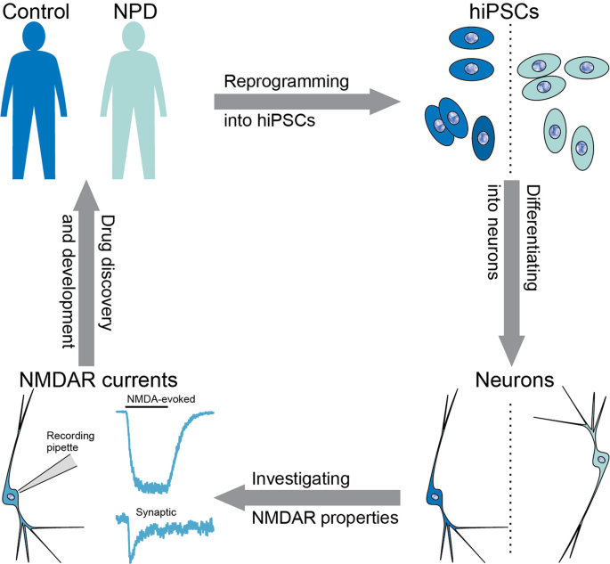 SciELO - Brazil - Does mismatch negativity have utility for NMDA receptor  drug development in depression? Does mismatch negativity have utility for  NMDA receptor drug development in depression?