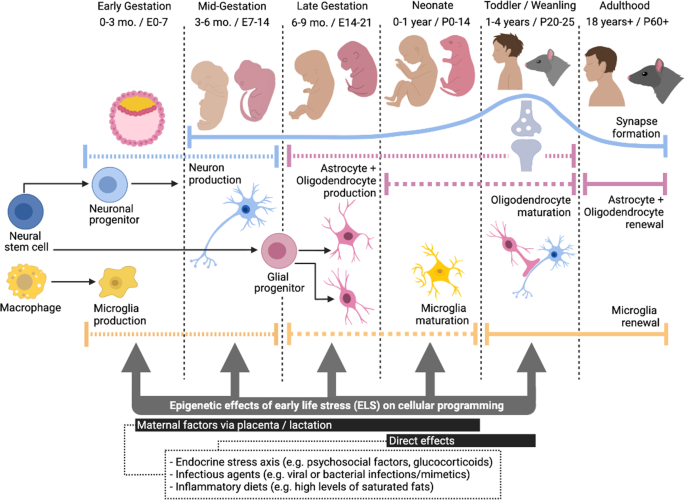 Cell-type-specific epigenetic effects of early life stress on the brain |  Translational Psychiatry