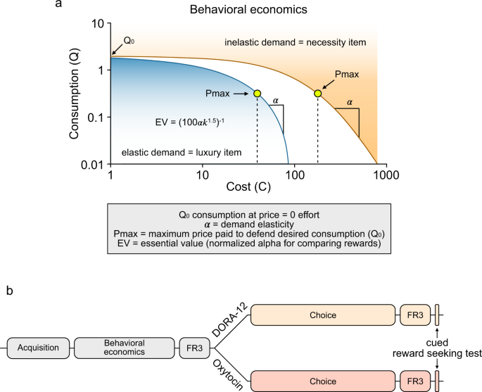 Oxytocin and orexin systems bidirectionally regulate the ability 