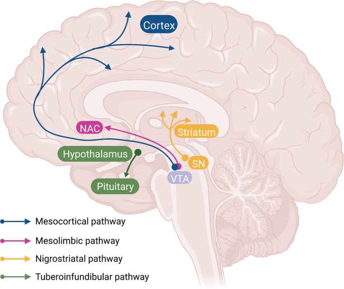 The interplay of dopamine metabolism abnormalities and mitochondrial  defects in the pathogenesis of schizophrenia | Translational Psychiatry
