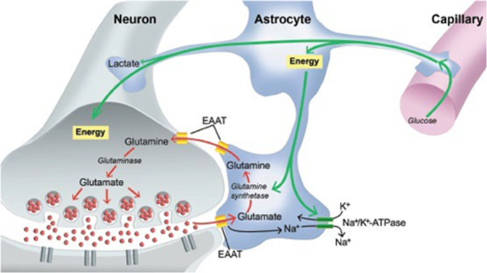 does glutathione increase glutamate Glutamatergic dysfunction in Schizophrenia