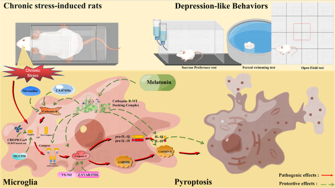 Melatonin alleviates chronic stress-induced hippocampal microglia pyroptosis and subsequent depression-like behaviors by inhibiting Cathepsin B/NLRP3 signaling pathway in rats